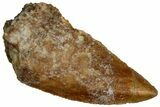 Bargain, Raptor Tooth - Real Dinosaur Tooth #300938-1